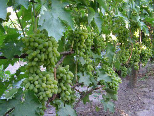 виноград тимур отзывы