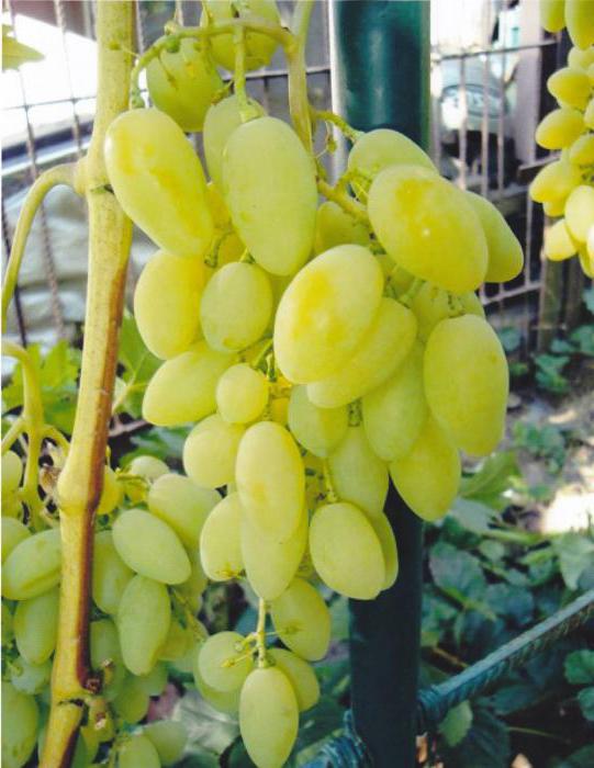 сорт винограда тимур