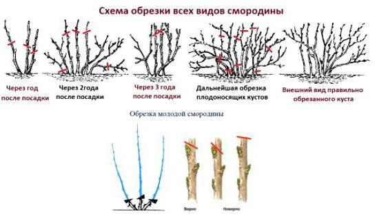 смородина ядреная фото