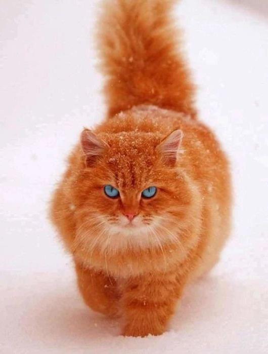 сон мертвая кошка ожила