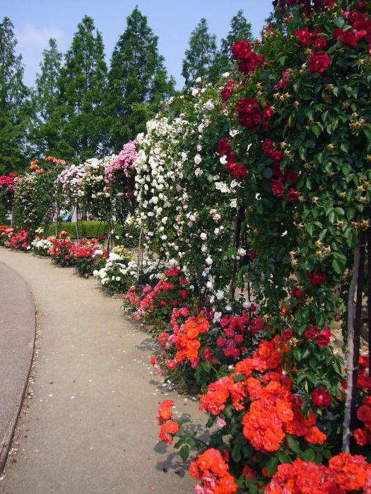 красивые парковые розы сорта для подмосковья