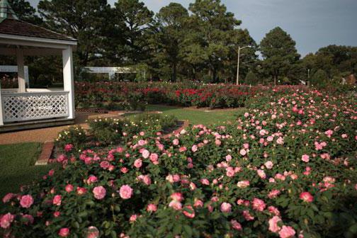 парковые розы сорта для подмосковья фото