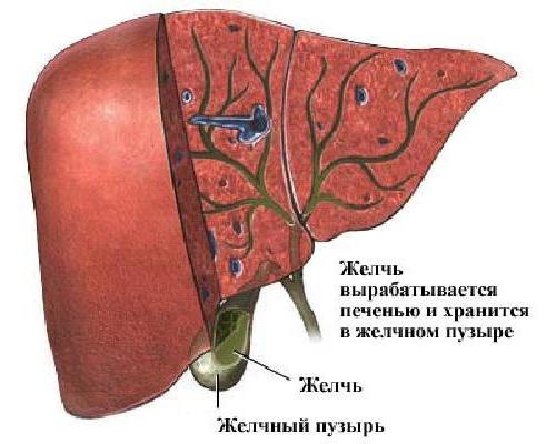 желчь выполняет функции