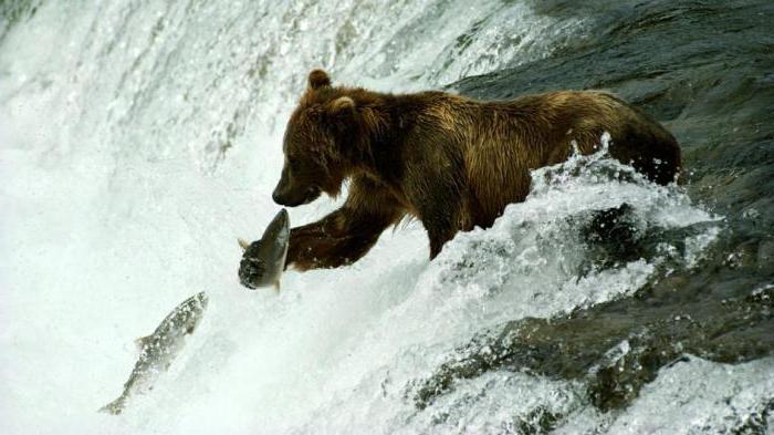 нападение медведя