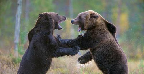 медведи в дикой природе