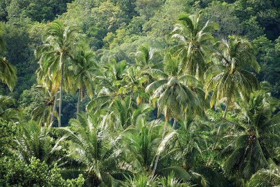 Тропические леса полуострова Малакка