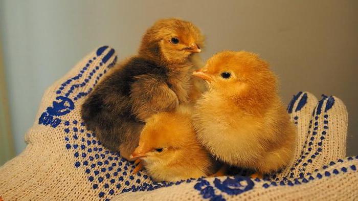 овоскопирование куриных яиц во время инкубации фото 
