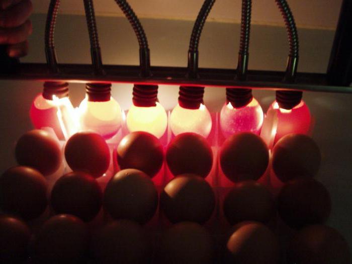 инкубация куриных яиц овоскопирование