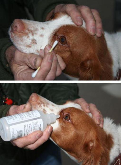 лечение глаз у собак