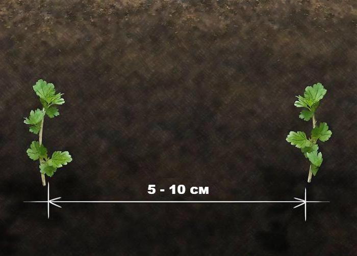 размножение крыжовника отводками