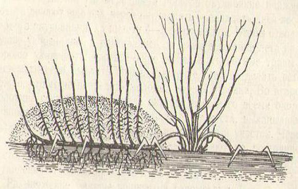 размножение кустов крыжовника