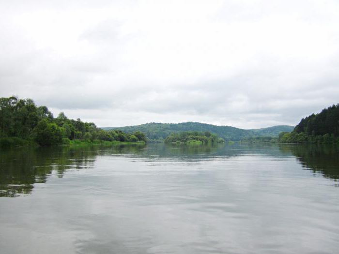 Какая рыба водится в реке Чулым 