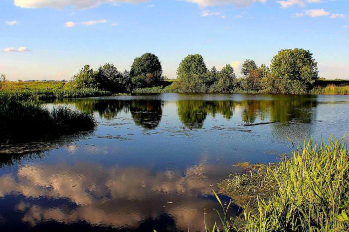 какая рыба водится в реке пехорка