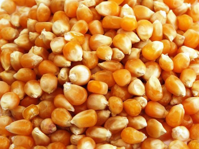 кукуруза зерно сорт