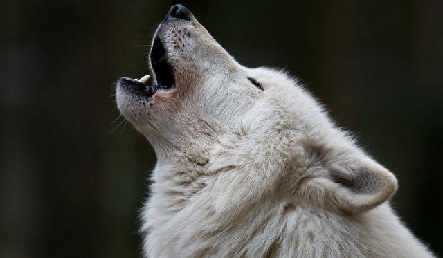 белый волк 