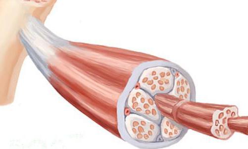 механизм сокращения мышечного волокна