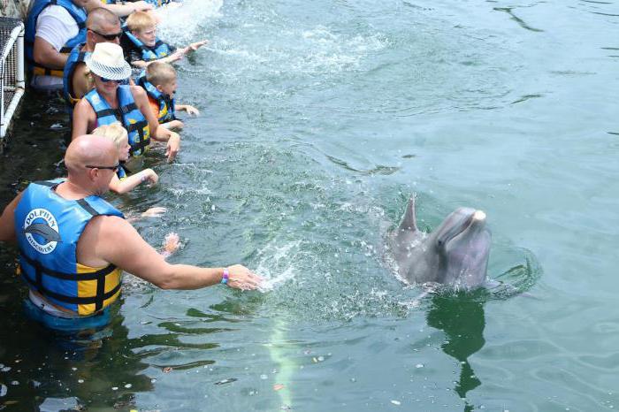 купание с дельфинами в москве