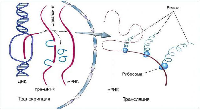 транскрипция молекулярная биология