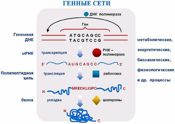  где происходит транскрипция и трансляция в биологии