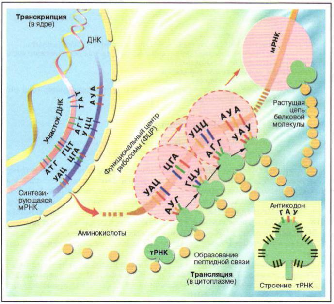 где происходит транскрипция биология