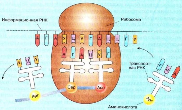 транскрипция и трансляция в биологии