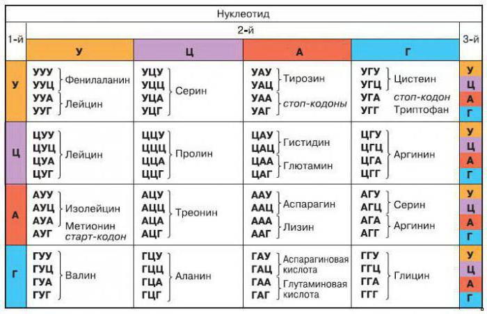 транскрипция в биологии это