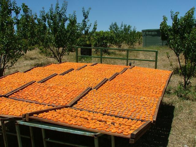 рецепт приготовления кураги в домашних условиях