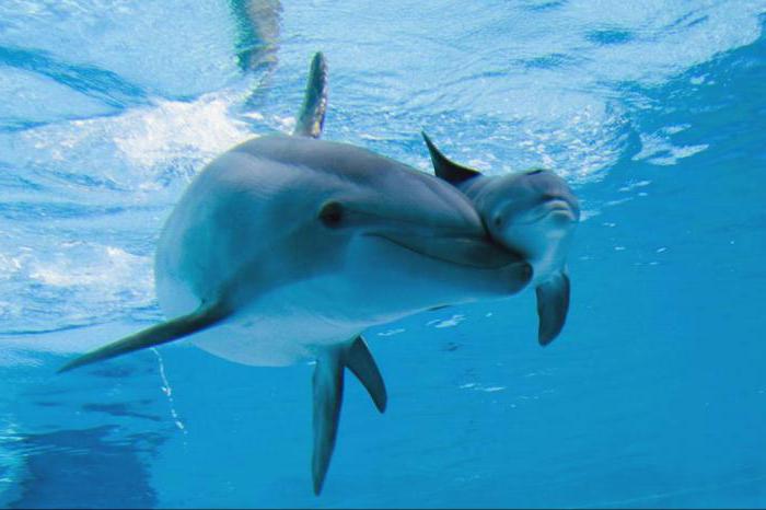 язык дельфинов 