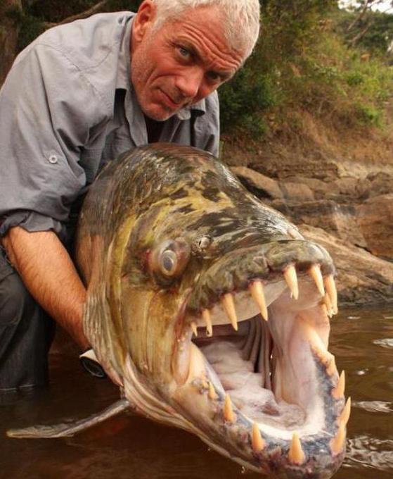 тигровая рыба голиаф одна из самых страшных рыб