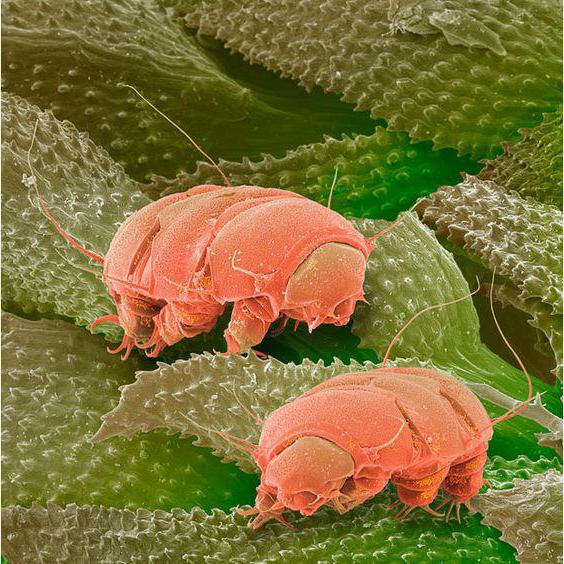 тихоходки tardigrada или водяной медведь 