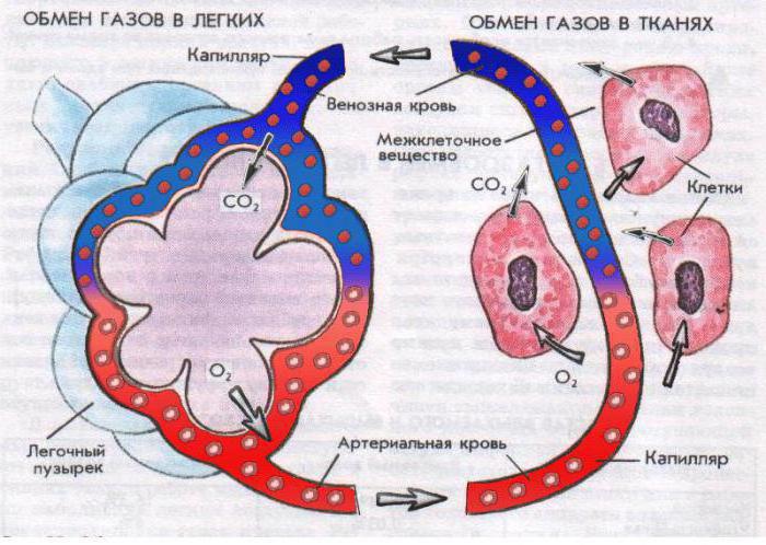 Внешнее дыхание