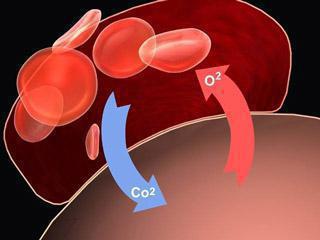 Механизм газообмена в легких и тканях