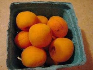  замораживают ли абрикосы