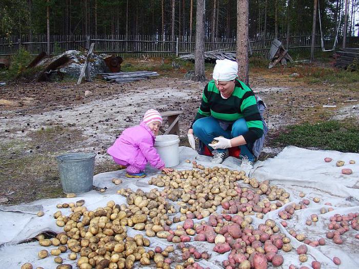  заболевания клубней картофеля