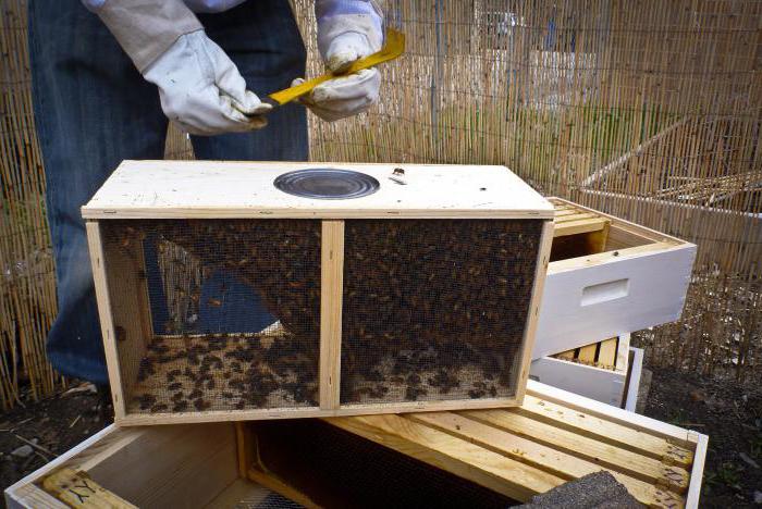 Технология ухода за пчелами