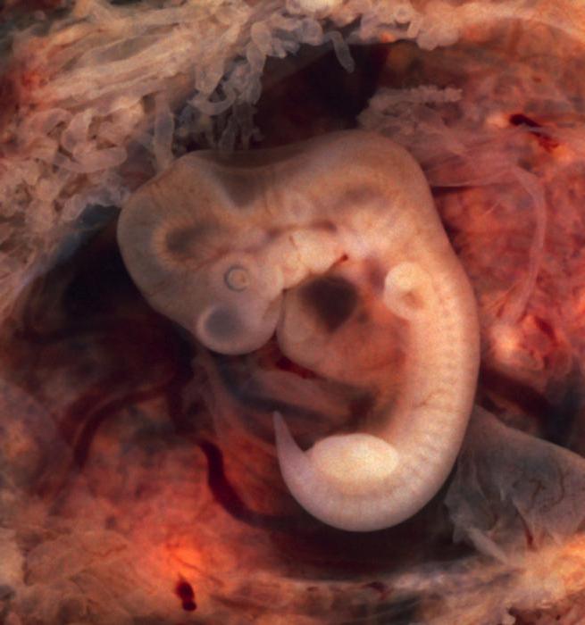 доказательство эволюции животных эмбриологические