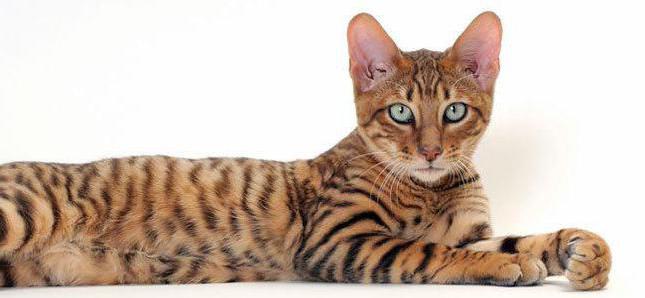  саванна кошка описание породы 