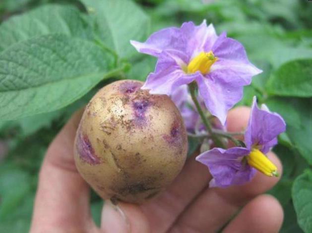 цветки картофеля лечебные свойства и противопоказания