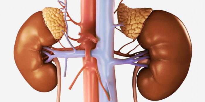 лечение аденомы надпочечника народными средствами