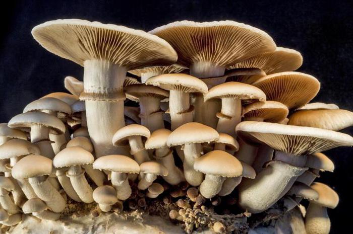 Вырастить грибы с нуля