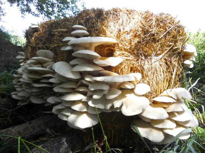 Как вырастить грибы вешенки