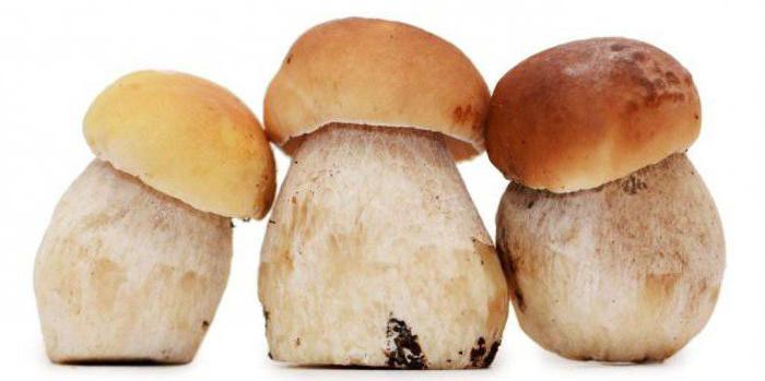 как выращивать белые грибы в домашних
