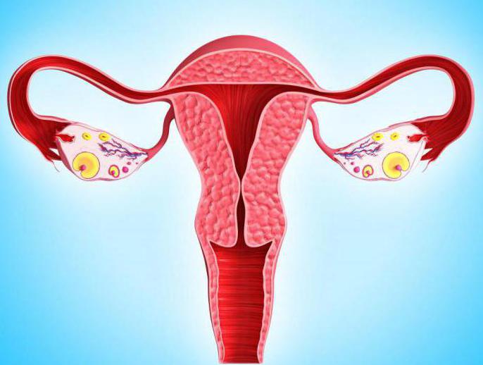 эстрадиол гормон норма у женщин в менопаузе 