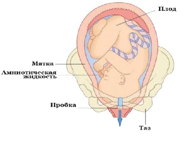 как понять что начали отходить воды