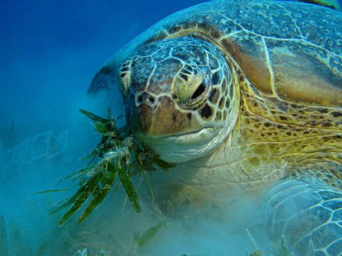 корм для водной черепахи