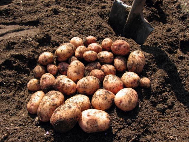 журавинка урожайность картофеля