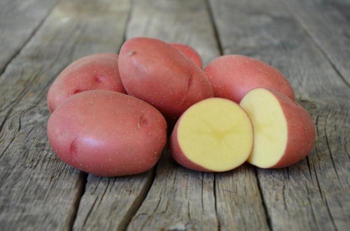картофель родриго характеристика сорта
