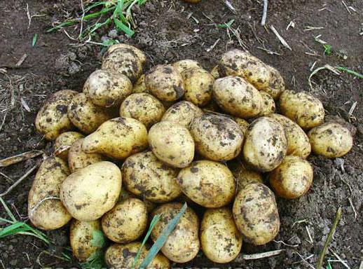 Ранний картофель Каратоп фото