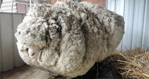 самая распространенная порода овец в австралии описание