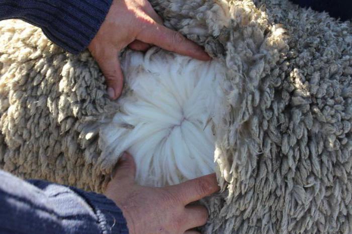 самая распространенная порода овец в австралии резведение